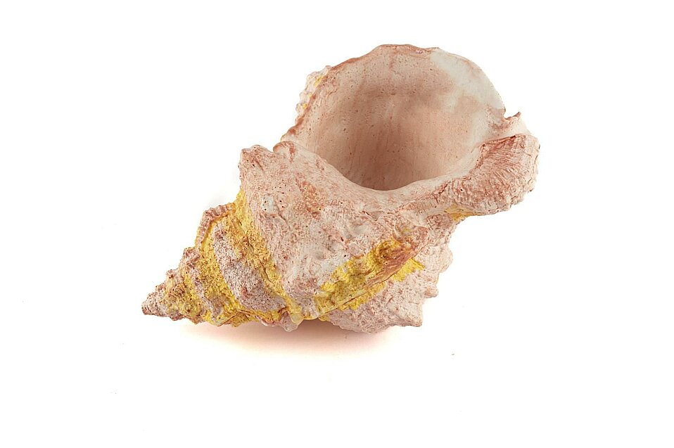 Deniz Salyangozu 17x12x10 Cm - 1