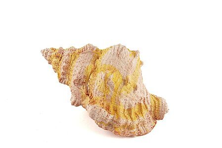 Deniz Salyangozu 17x12x10 Cm - 2