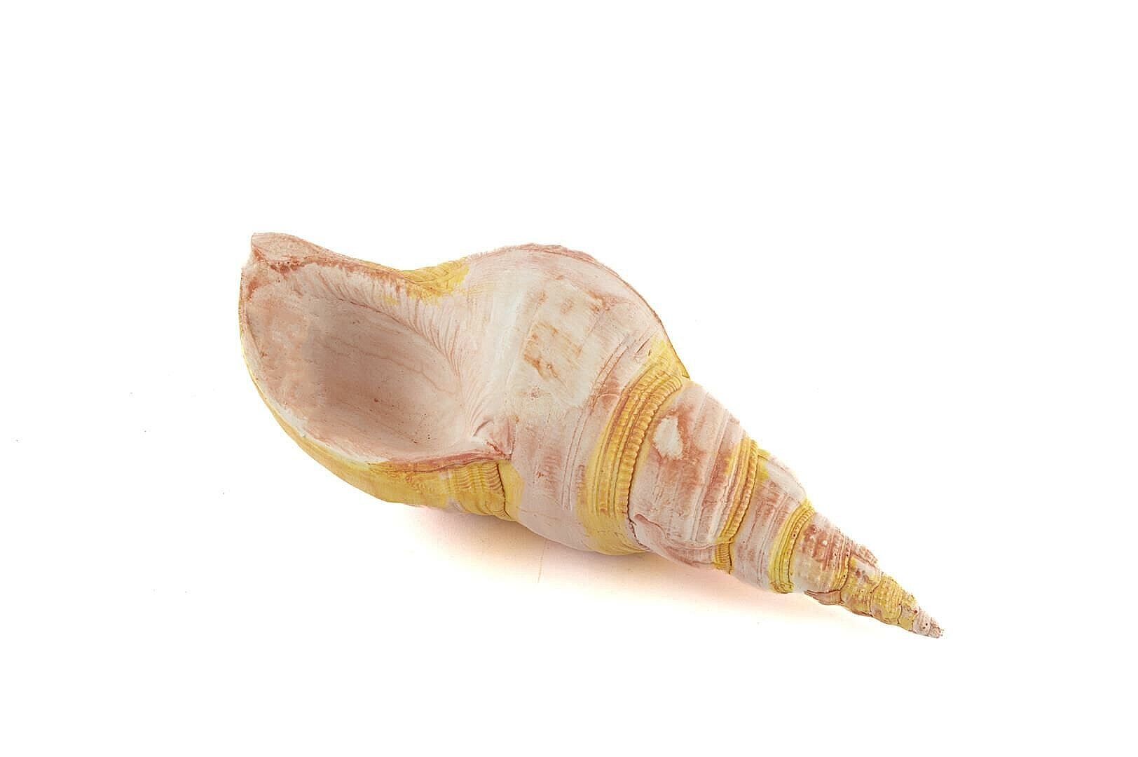 Pembe Deniz Kabuğu 21x7 Cm - 2