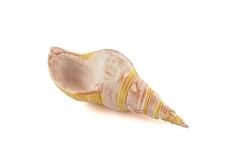 Pembe Deniz Kabuğu 21x7 Cm - 2